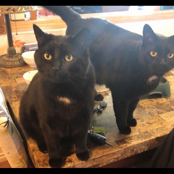 Meet your Posher, Pamela - Picture 2 of 3